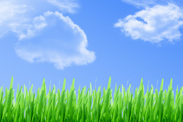 Fototapeta na wymiar Grass and cloudy sky