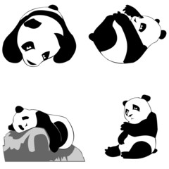 panda