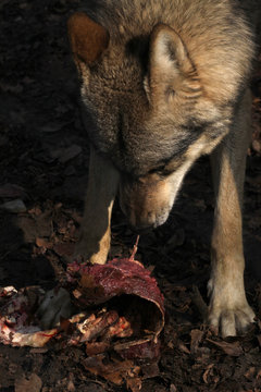 Fressender Wolf