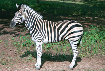 Fototapeta na wymiar Zebra stoi sam