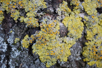Champignons tronc arbre