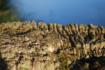 Macro souche arbre