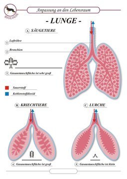 SaugetiereAtmung