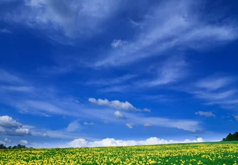 Papier Peint photo Lavable Bleu foncé Paysage de printemps - champs verts, le ciel bleu