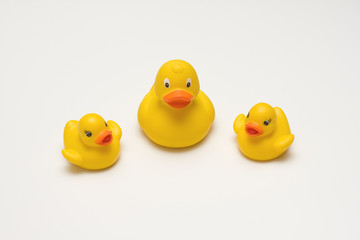 Mother duck and brood