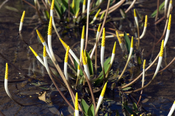 Goldkeule, Orontium aquaticum