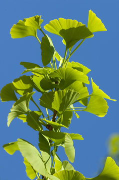 Ginkgo biloba, Ginkgoblatt