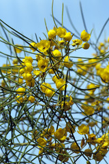 Senna filifolia