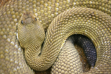 Basiliskenklapperschlange