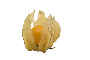 Cape Gooseberry / Physalis