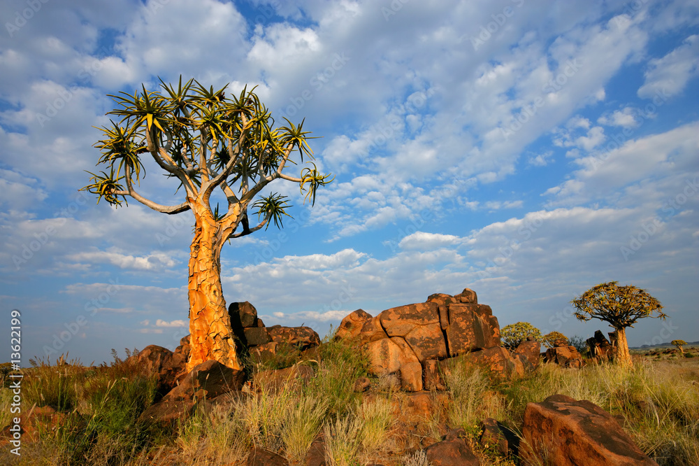 Sticker landscape with quiver tree (aloe dichotoma), namibia