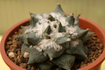 ariocarpus pianta grassa