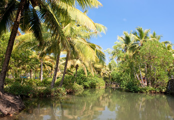 Green palm forest by a small canal, backwaters