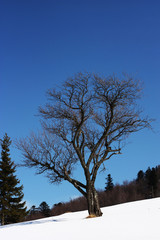 Fototapeta premium Tree in snow