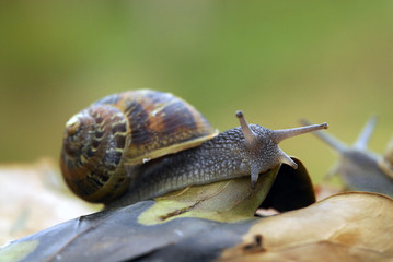 caracol sobre las hojas