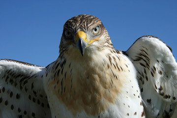 Rough Legged Hawk