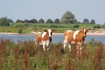 Red cows