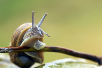 caracol