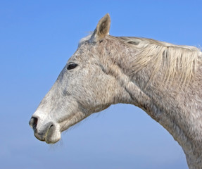 White horse