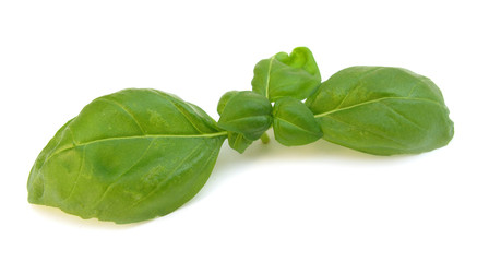 Basil fresh leaves herb