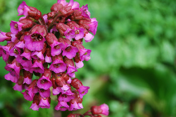 Pink flower