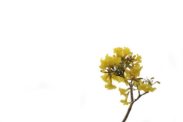 Flower isolated on white