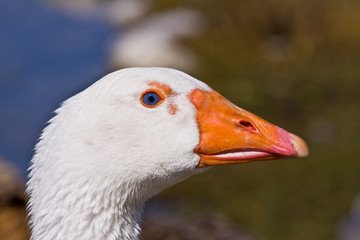 Gans im Blickfeld