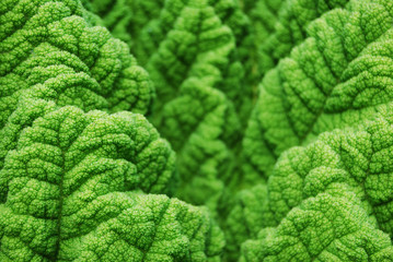 Just green © Jule_Berlin