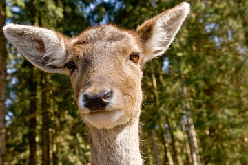 Fototapeta premium Reh im Profil