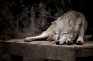 Loup endormi