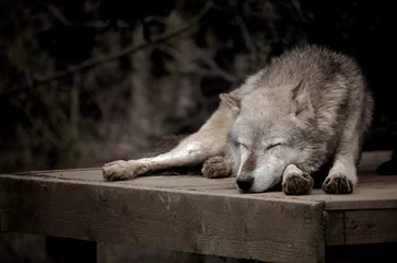 Crédence de cuisine en verre imprimé Loup Loup endormi