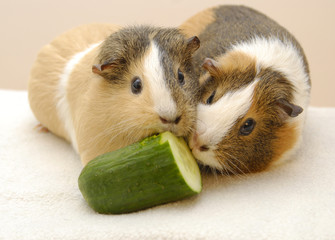 Meerschweinchen essen Gurke