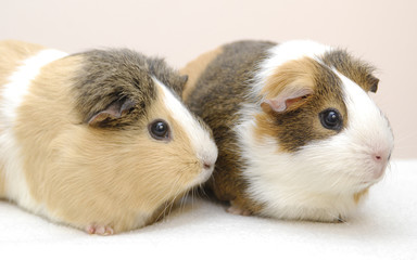 Fototapeta premium Zwei Meerschweinchen