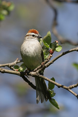 Chipping Sparrow (Spizella passerina)