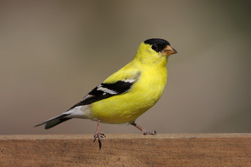 American Goldfinch (Carduelis tristis)