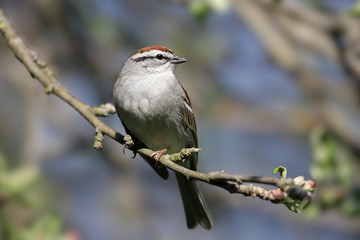 Chipping Sparrow (Spizella passerina)