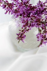 Redbud Blossoms on a Dreamy White Background