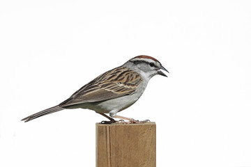 Chipping Sparrow (Spizella passerina)