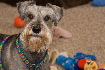 Gray miniature schnauzer dog with toys