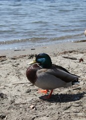 Duck