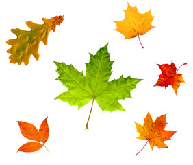 Full-size composite photo of various autumn leaves isolated on w