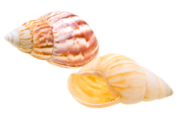 Scallop seashell from ocean isolated on white
