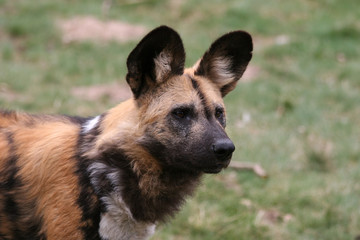 close up of a female african wilddog