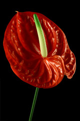 anthurium