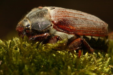 Maikäfer