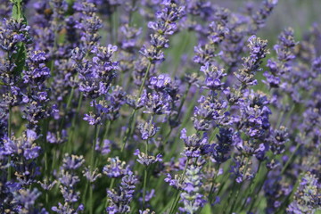Lavande 05