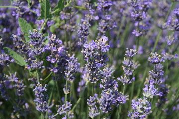 Lavande 04