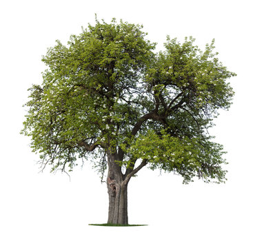 Apple Tree