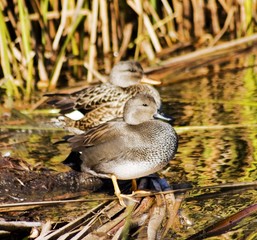 patos