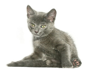 kitten